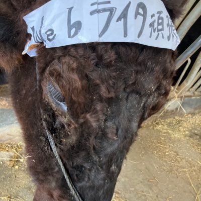 プロフィールアイコン