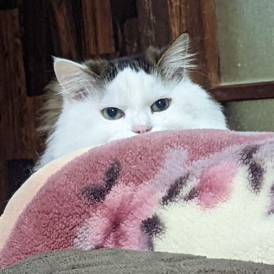 プロフィールアイコン